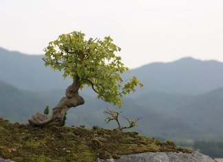 tropiart-2023-04 - bonsai-47.jpg