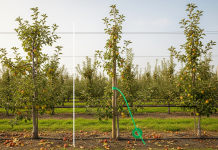 bagum_wiązanie gałęzi czy podpieranie co wybrać.-24_2.png